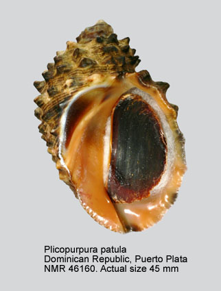 Plicopurpura patula.jpg - Plicopurpura patula(Linnaeus,1758)